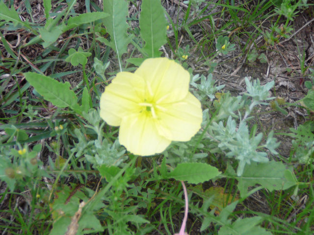 Image of a wildflower
