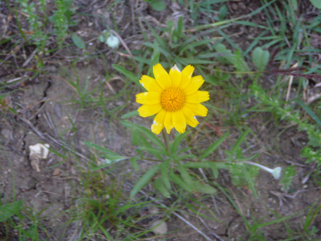Image of a wildflower