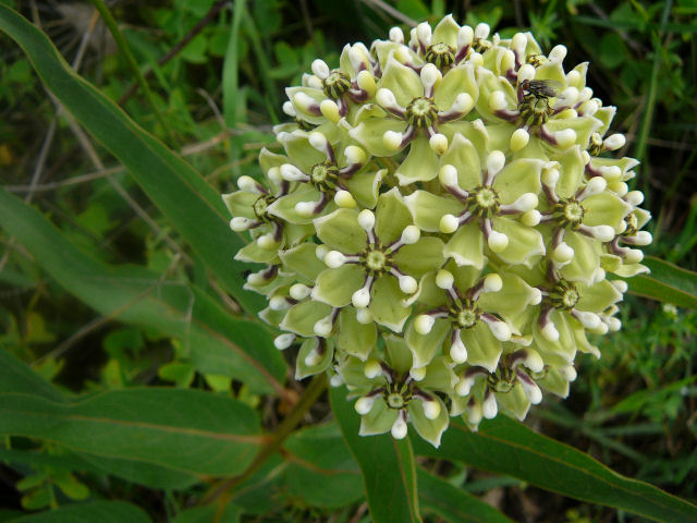 Image of a wildflower