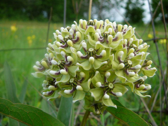 Image of a wildflower