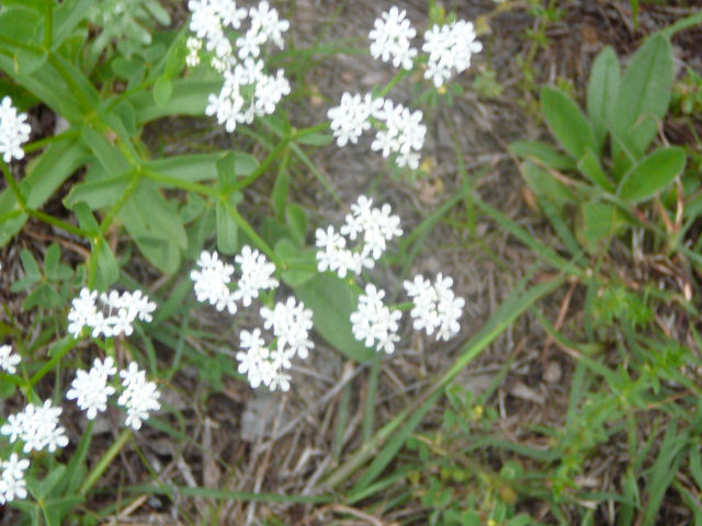 Image of a wildflower
