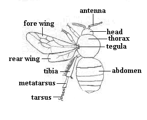 Bee Body