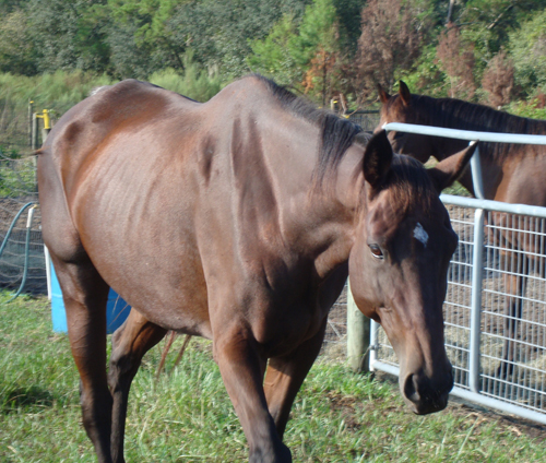 Ever More - World Champion Producing Mare