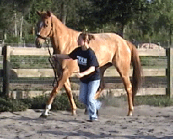 Lady Serengeti
