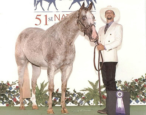 Milady Marshelle - ApHC Point Earner