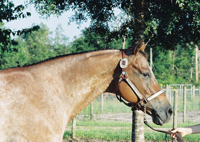Sure's First Lady - ApHC Point Earner