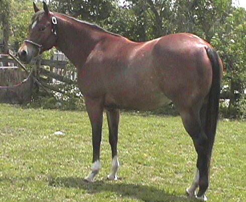 Sure's First Lady - ApHC Point Earner