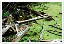 "El Misterio de la Laguna Verde" Isla Mart�n Garc�a