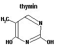 thymin