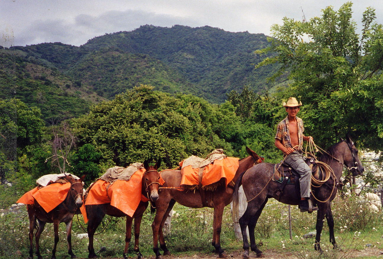 donkeys