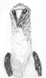 Blue Booby