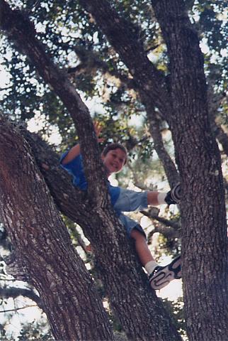 tree1.JPG (43560 bytes)