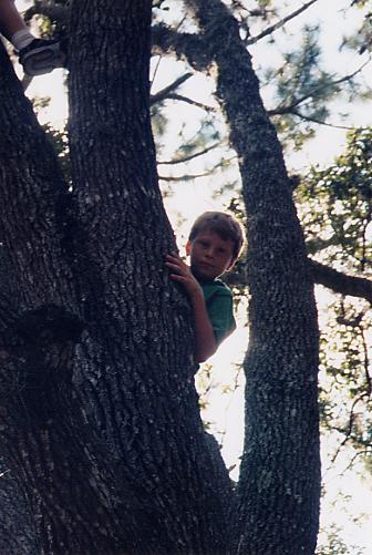 tree3.JPG (39606 bytes)