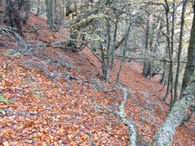 Corros' forest in October