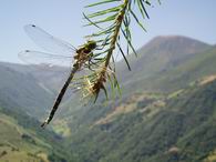 Dragonfly in our garden