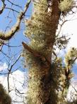 Roble cubierto de l�quenes
