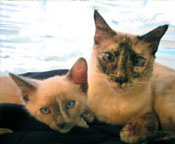 2 cats