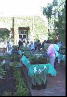 Herb Sale Day
