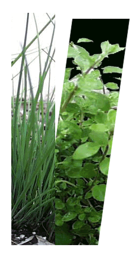 chives and oregano