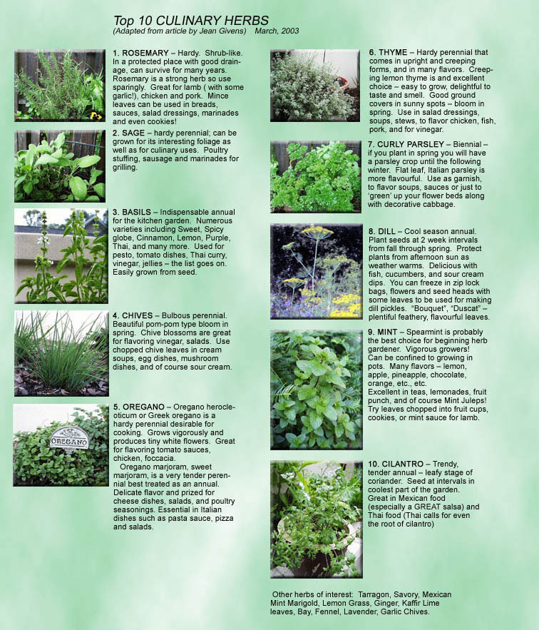 10 Culinary Herbs