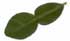 Kaffir Lime Leaf