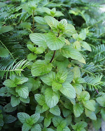 mint bush