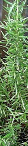 rosemary