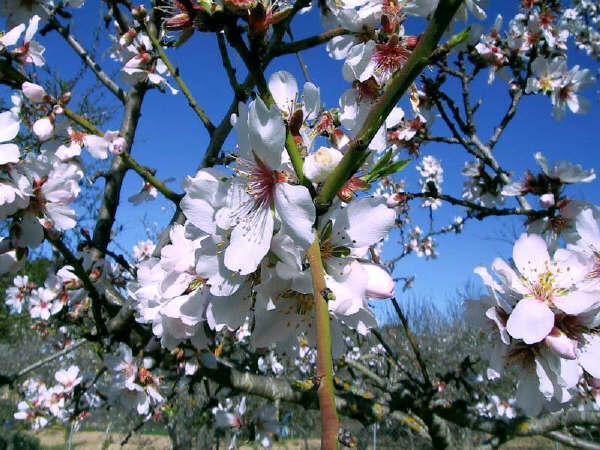 Almond Tree