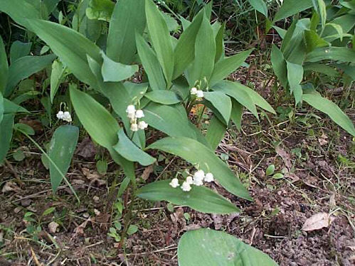 Lily of the Valley