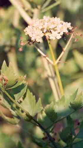 Lovage Flowers