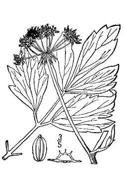 Lovage Drawing