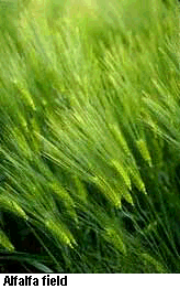 Alfalfa field