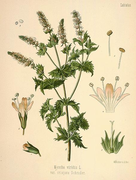 mentha viridis LINN.