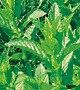 Spearmint