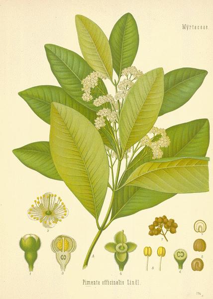 Allspice art
