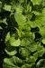 Aniseed
