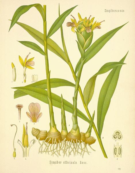 Garden Ginger