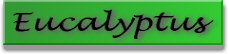 EUCALYPTUS