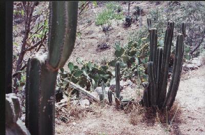 sierra gorda