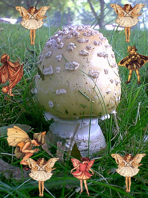 My Mushroom House