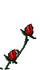 blooming roses