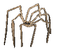 spider
