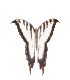 Swallowtail butterfly