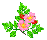 dogwood and roses