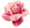 pink rosebud