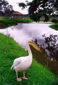Jardim_Zoologico.jpg (31656 bytes)