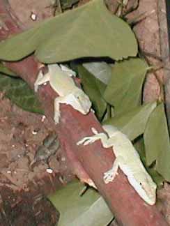 anoles