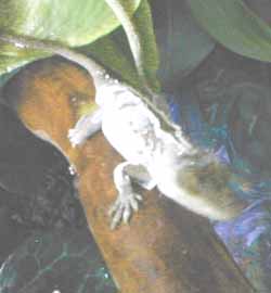 shedding skin