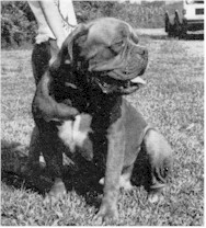 Barry Start of "Turner & Hooch"