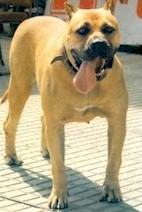 Presa Canario